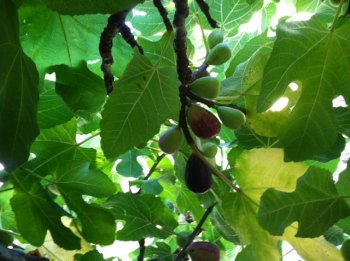 Figs are getting ripe!
